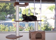 Buffy was also a blood-donor. She was abandoned at the hospital.
