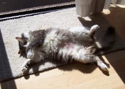 Linus was a blood-donor for over a year.